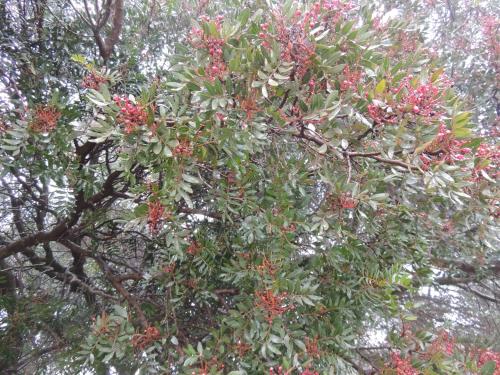 a tree with lots of red berries on it at Tenute Efis in Galtellì