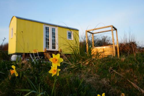 a small yellow house with flowers in the grass at Primrose in Tenby