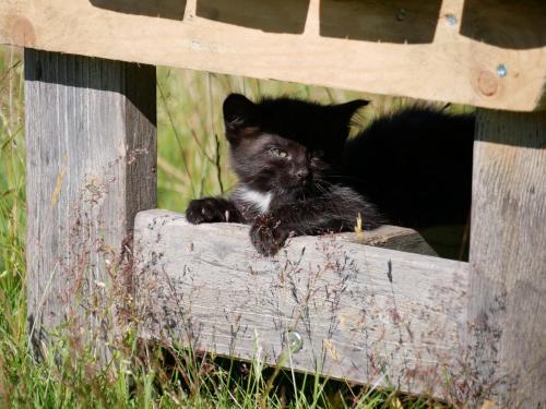 a black kitten sitting in a wooden box at Mösslacher's Ferienwohnungen in Hermagor