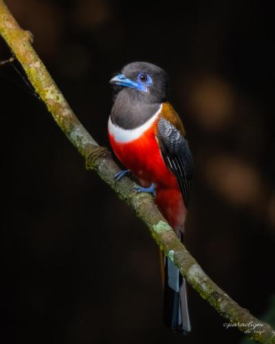 a bird perched on a tree branch at Mulberry Homestay in Thekkady