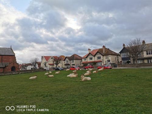 a herd of sheep laying in the grass in a field at Merrion Hotel in Llandudno