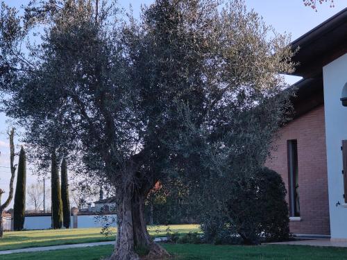 a large tree in front of a building at B&B Villa Letizia in San Vito Rimini