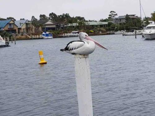 a pelican sitting on a pole in the water at The View - Captains Cove Waterfront Resort in Paynesville