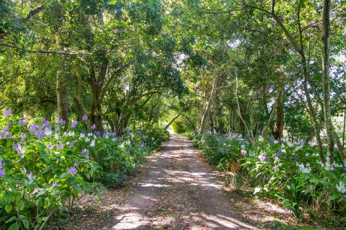 a path through a garden with purple flowers and trees at Ganzvlei Manor in Knysna