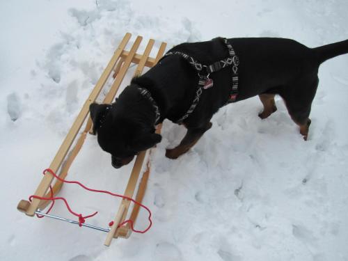 a black dog standing in the snow with a wooden sled at Wohnung für Liebhaber - gerne auch mit Kindern in Sundern