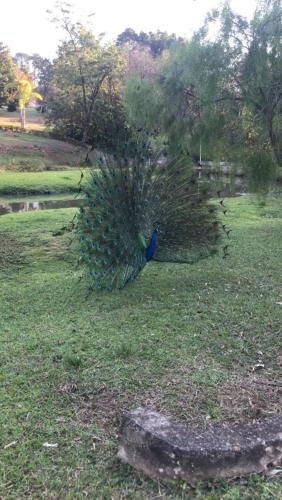 a peacock standing on the grass in a field at Polo Hotel Fazenda in Indaiatuba