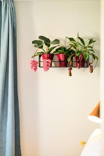 a shelf with potted plants on a wall at Rotes Haus Bregenz Pop-Up Wohnung in Bregenz