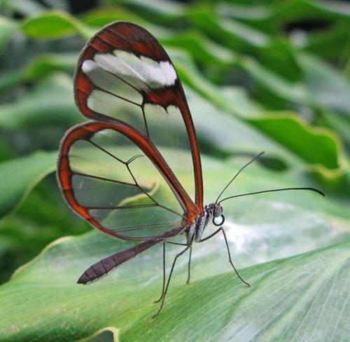 a butterfly sitting on top of a green leaf at Reserva Natural Atitlan in Panajachel