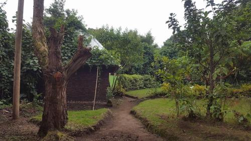 a dirt path leading to a house in a garden at Amajambere Iwacu Community Camp in Kisoro