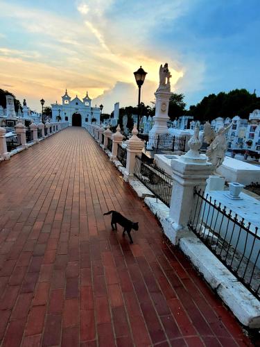 Haiwan peliharaan atau haiwan-haiwan peliharaan yang menginap dengan tetamu di Hotel Casa Alicia Mompox