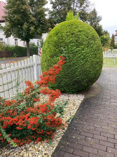 a bush with red flowers next to a white fence at Simply Good Appartment in Borna