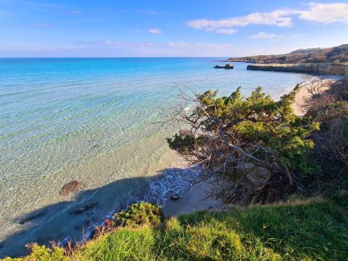 a view of a beach with a tree on the shore at Giardino dei Baroni house in Marina di Mancaversa