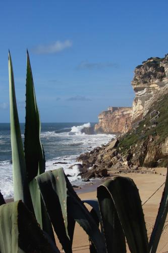 een plant die op een strand vlakbij de oceaan staat bij Quinta Camargue in Cela Velha