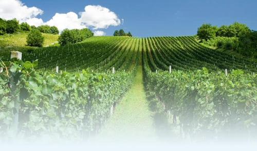 a large field of green vineyards with a blue sky at Sobe App Moj Hir bed and breakfast in Jastrebarsko