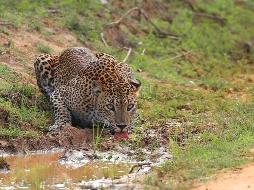ラグジュアリーテントの敷地内または近くにいる動物