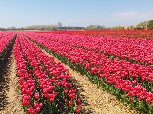a field of red tulips in a field at Millsight in Uitgeest