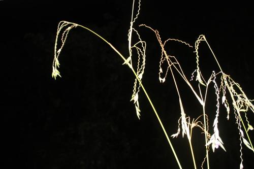a close up of a plant at night at Jim Guesthouse in Kanchanaburi
