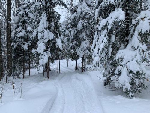 a snow covered path in a forest with snow covered trees at Chalet le Huard directement au bord du lac in Saint Zenon