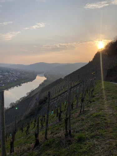 a vineyard on a hill with the sun setting in the background at Ferienwohnung zum Mandelgraben in Brauneberg