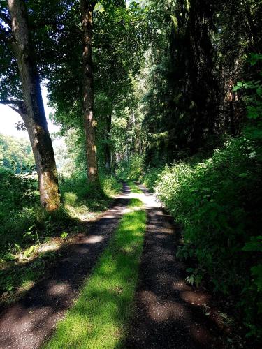 a dirt road in a forest with trees and grass at Ferienwohnung Jansen "Drei" in Bad Schwalbach