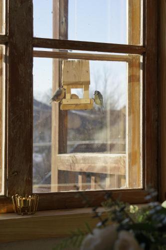 two birds sitting on a bird feeder in a window at Modiste in Kuldīga