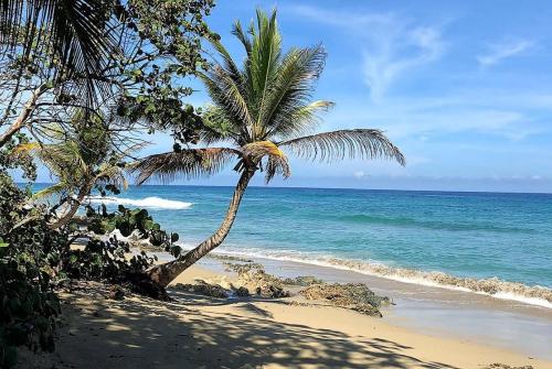a palm tree on a sandy beach next to the ocean at Residencial Mañanero in Cabarete