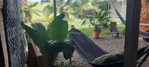 a hammock in a room with plants and a window at Alojamientos N&S in Fortuna