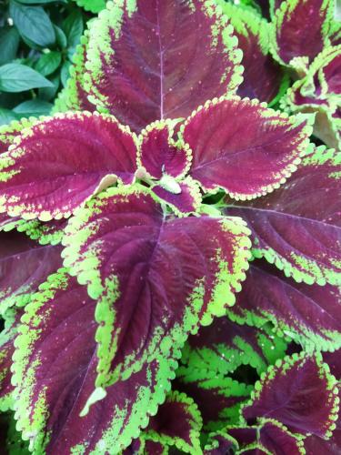 a close up of a plant with purple and green leaves at Bijagua paradise Río Celeste in Bijagua