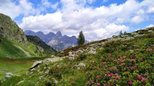 a field of flowers on a hill with mountains in the background at Eco-Baita Natura Spensierata in Canale San Bovo