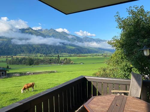 a cow grazing in a field with mountains in the background at Mountain View near Kaprun - Steinbock Lodges in Piesendorf