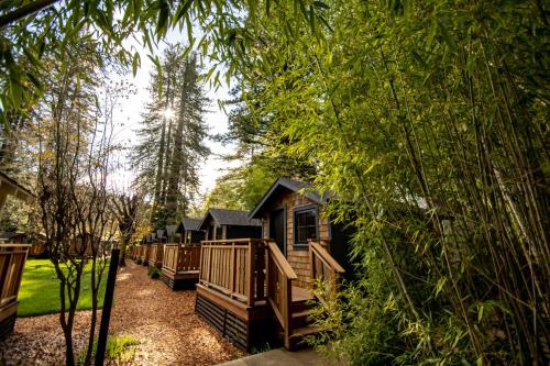 a row of lodges in the woods with trees at Dawn Ranch in Guerneville