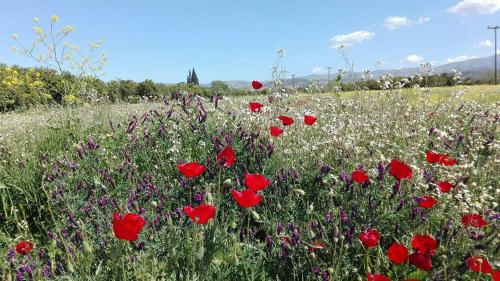 Φυσικό τοπίο κοντά σε αυτό το ξενοδοχείο