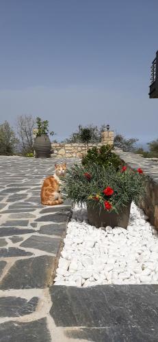 an orange cat laying on the ground next to flowers at Country House Crete in Amnátos