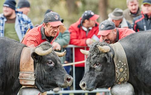 a group of men looking at two black cows at Croix Noires FABULOUS & LUXURY chalet 11 pers by Alpvision Résidences in Vex