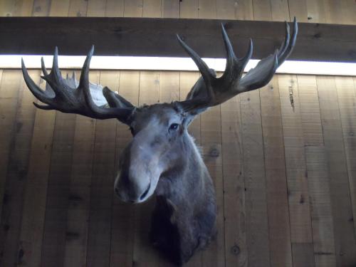 a large deer with antlers hanging on a wall at Bear Lodge Motel in Sundance