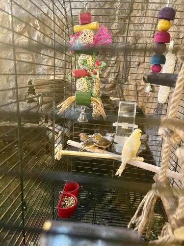 un uccello in una gabbia con del cibo dentro di Polonez w Rymaniu a Rymań