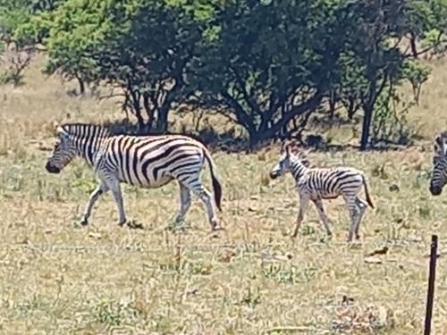 a group of zebras walking in a field at Valhalla Ranch in Dundee