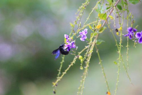 a black insect perched on a purple flower at Chalés Saint Germain in Florianópolis