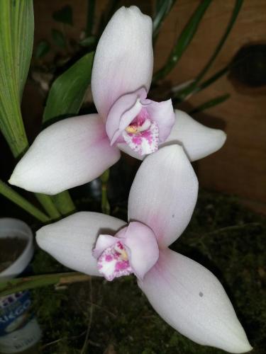 a group of white and pink flowers on a plant at Paraiso Verde in Chijoú