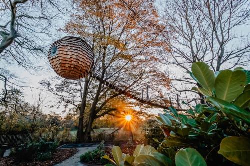 Wargnies-le-PetitCabane suspendue的公园里一棵树,太阳在后面