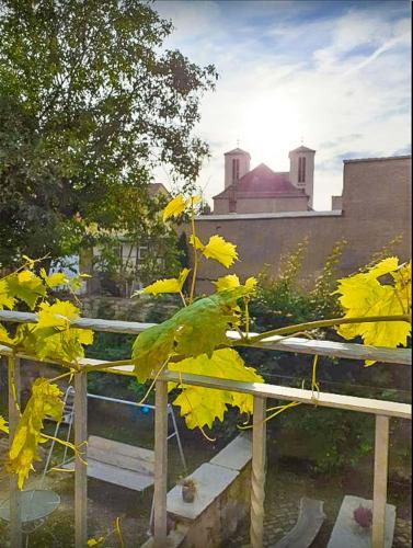 a bunch of yellow leaves on a fence at WEINQUARTIER Naumburg 6 Apartments Eventraum Fahrradraum Kaffee Küche Parken in Naumburg