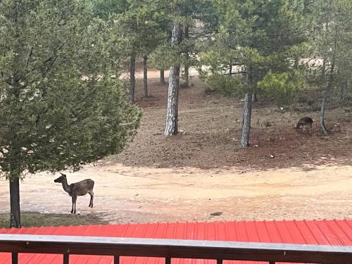 Dyr på pensionatet eller i nærheden