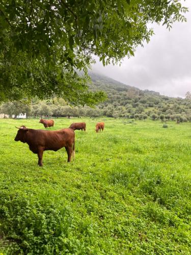 a herd of cows grazing in a field of grass at Casa Rural El Vihuelo in El Bosque