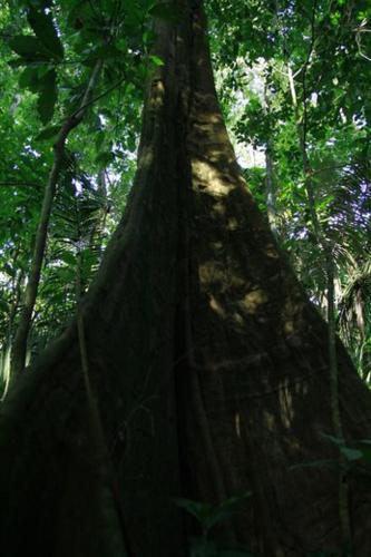 a large tree in the middle of a forest at Ecolucerna Lodge Tambopata in Puerto Maldonado