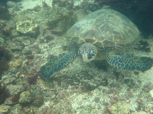 ゲストハウスの敷地内または近くにいる動物