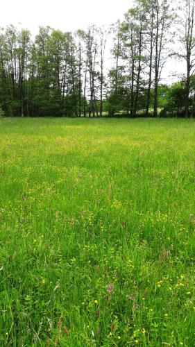 Ein Garten an der Unterkunft Chata - Na samotě u lesa