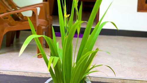 a plant with a yellow flower in a pot at Sigiri Starwing Villa in Sigiriya