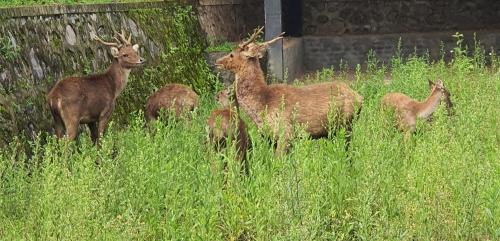 a group of deer standing in the tall grass at Nusantara Hotel Sembalun in Sembalun Lawang