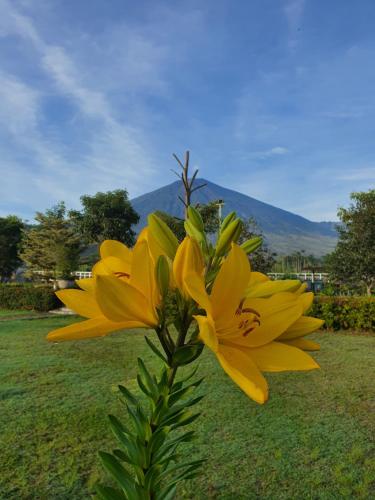 a yellow flower in the grass with a mountain in the background at Nusantara Hotel Sembalun in Sembalun Lawang