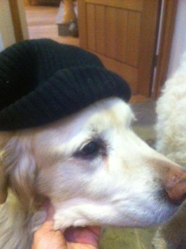 a dog wearing a hat with a carrot in its mouth at Holywell Grange Farm in Whitley Bay